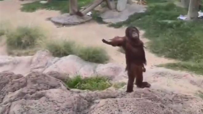 Cette femme propose à manger à un singe, la réaction de l'animal est incroyable (vidéo)