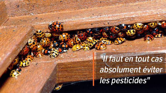 Pourquoi je suis envahie de fourmis dans la maison ?