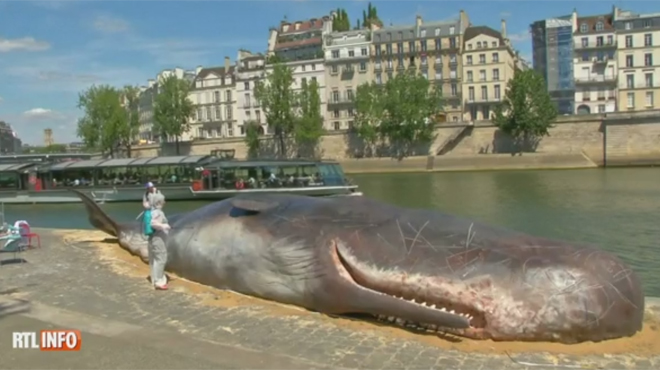 Mais Que Fait Cette Baleine échouée Sur Les Quais De Seine à Paris ...