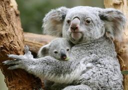 Le Bebe Koala Ne Au Zoo D Anvers Cet Ete Pointe Pour La Premiere Fois Le Bout De Son Nez