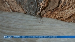 Les araignées sont en pleine période de reproduction