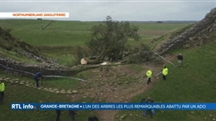 Grande-Bretagne: un célèbre érable a été abattu par un adolescent