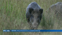 Prolongation de la chasse en battue jusqu'au 20 février 2024