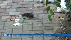 Une opération de dératisation a été menée ce matin à Etterbeek