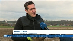 La météo perturbe la récolte des pommes de terre
