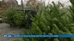 La vente des sapins de Noël a débuté assez tôt cette année