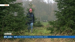 Quelles alternatives au sapin de Noël classique ?