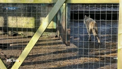 5 louveteaux sauvés quittent le parc Forestia pour la Bretagne