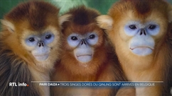 Trois singes dorés en provenance de Chine sont arrivés à Pairi Daiza