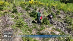 Lierneux: les essences d'arbres "exotiques" plantées en 2019 donnent entière satisfaction