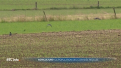 Les agriculteurs luttent contre la prolifération des corbeaux dans les cultures
