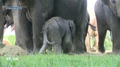 Un petit éléphanteau a pointé le bout de sa trompe à Pairi Daiza
