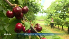La récolte des cerises belges a été très bonne cette année