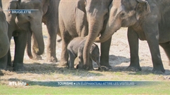 Un petit éléphanteau a pointé le bout de sa trompe à Pairi Daiza