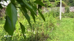 Des recettes estivales avec des plantes sauvages