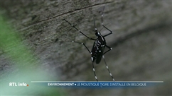La présence du moustique tigre confirmée dans sept communes belges
