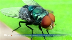 Risque-t-on de voir apparaître la mouche mangeuse d'hommes en Belgique ?